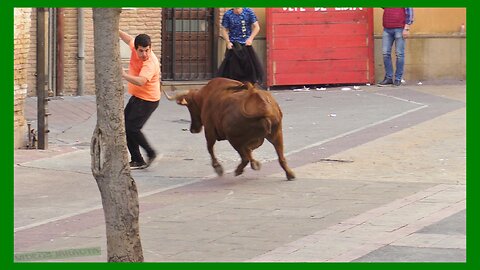 MARCILLA ( NAVARRA ) TARDE VACAS CALLE ( SABADO 22 ABRIL 2023 ) GANAD.JUAN JOSE LAPARTE