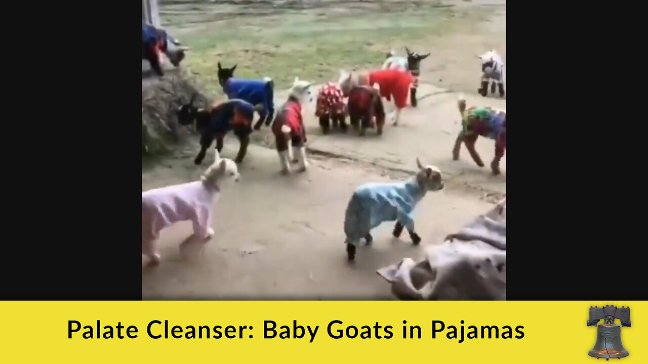 Palate Cleanser: Baby Goats in Pajamas