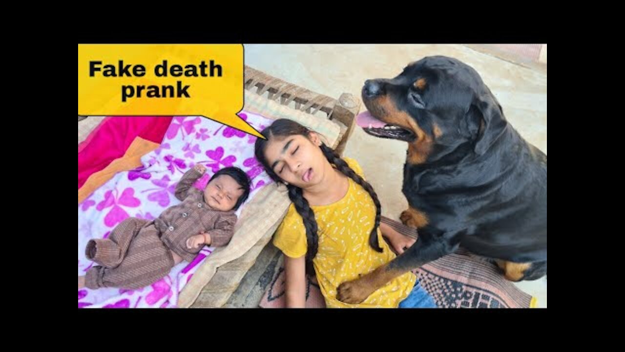 fake death prank with my Dog! gone emotional