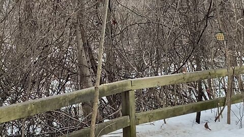 Cardinal paradise James Gardens Toronto