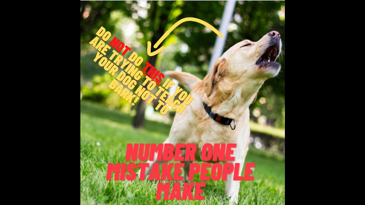 Do NOT Do This If You Are Trying To Teach Your Dog Not To Bark!