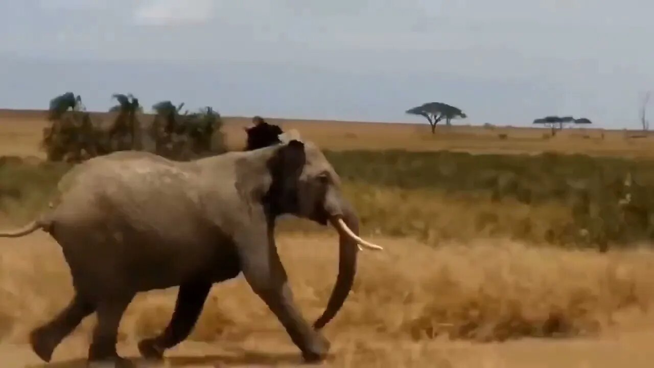 "Animal World 2" : The elephant beat up the lion and left the lion scarred