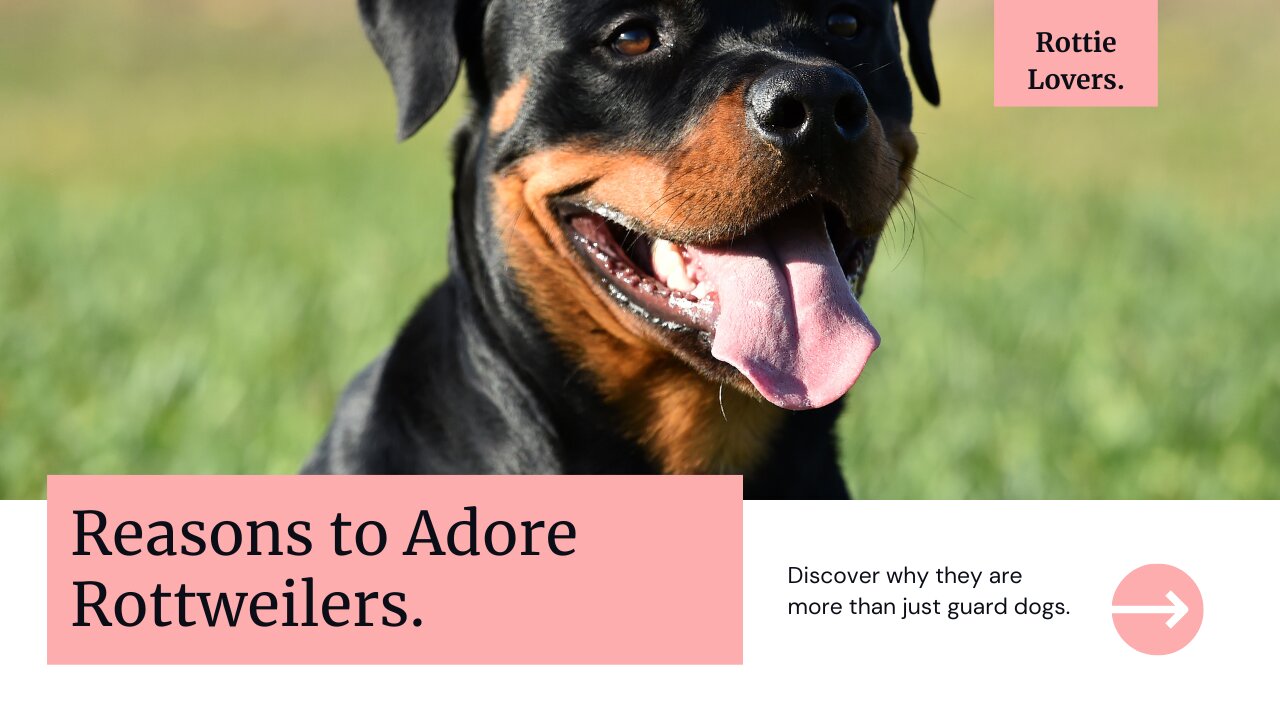 5 Heartwarming Reasons to Adore Rottweilers