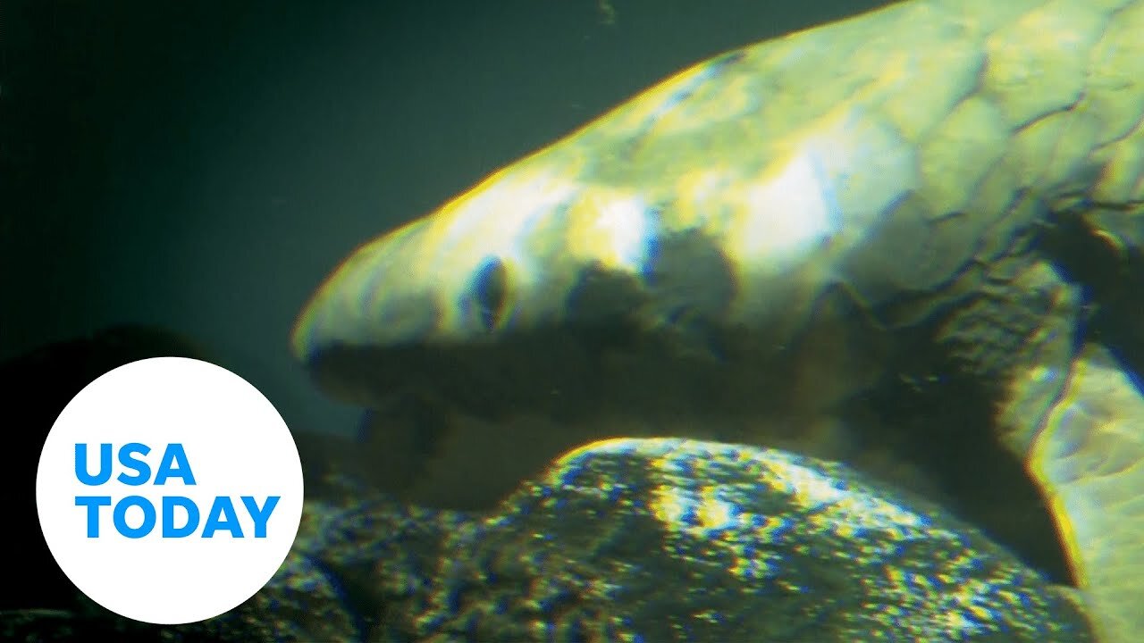 World's oldest aquarium fish: Methuselah, the Australian lungfish | USA TODAY