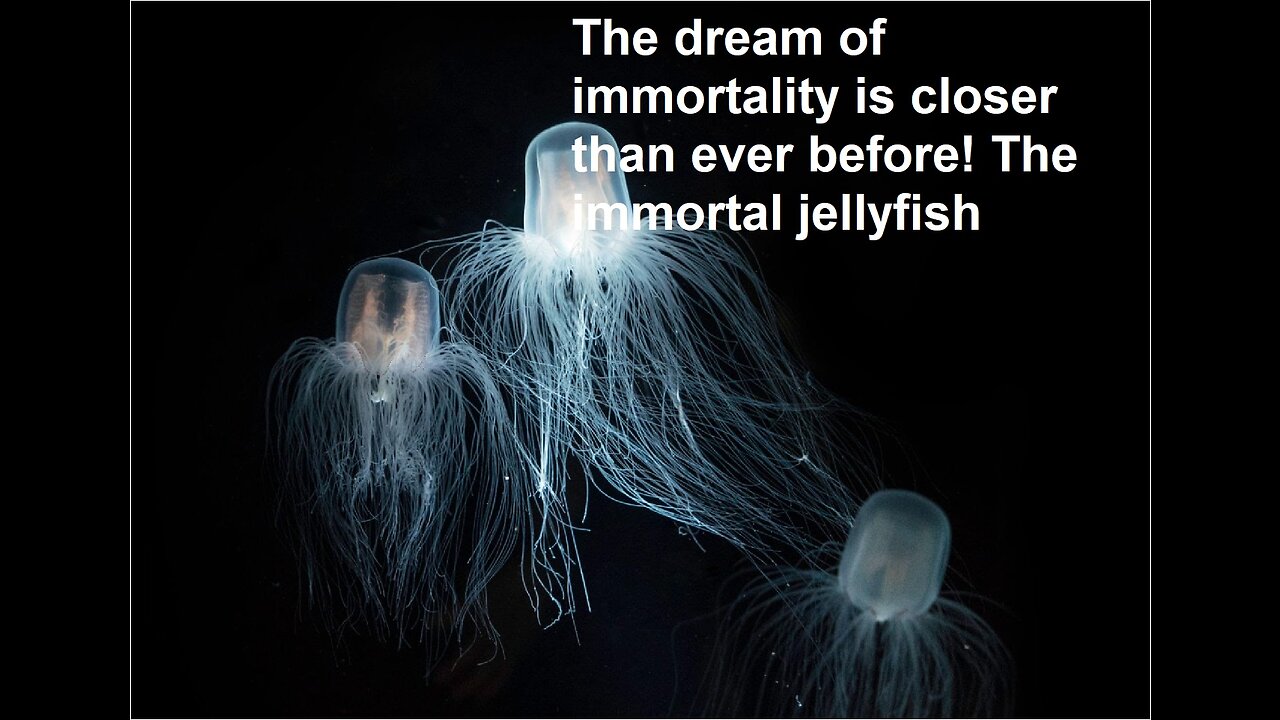 The dream of immortality is closer than ever before! The immortal jellyfish