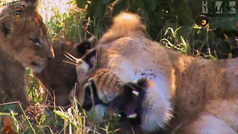LIONS: Following The Pride 7: Relaxing In The Shade