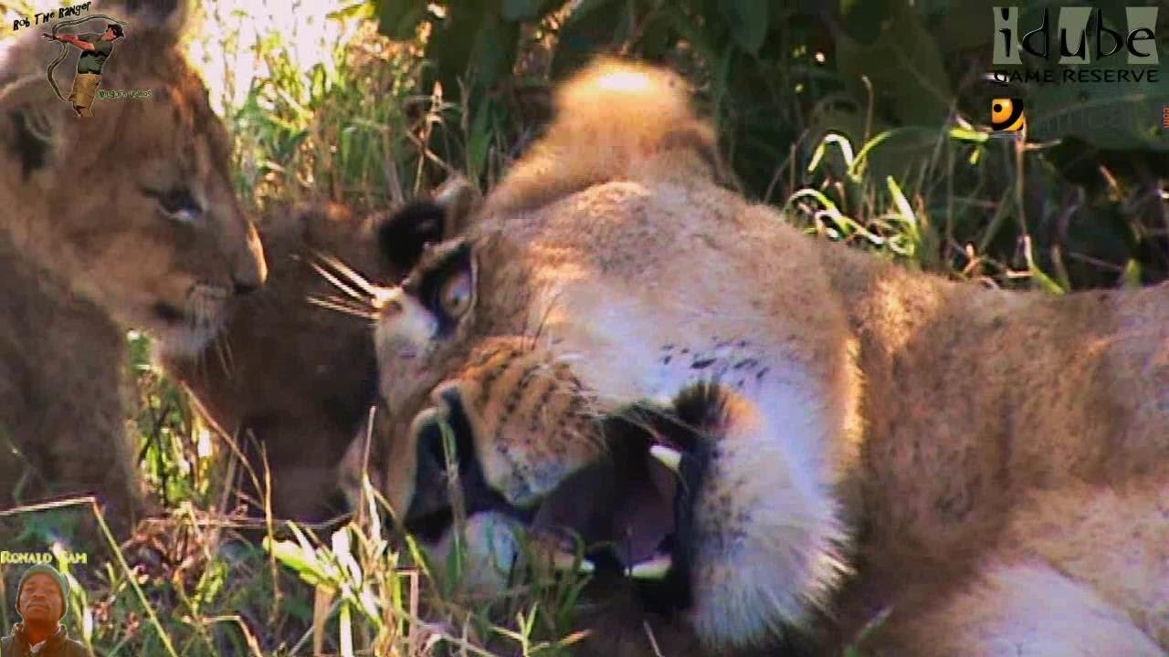 LIONS: Following The Pride 7: Relaxing In The Shade