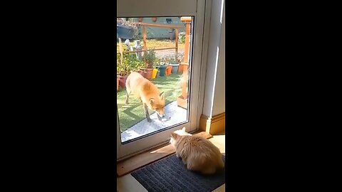 tha animal funny video #dog#cat#cutie#funny #animal