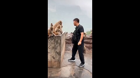 funny animal with a man🤣 funny animal with a man 🤣
