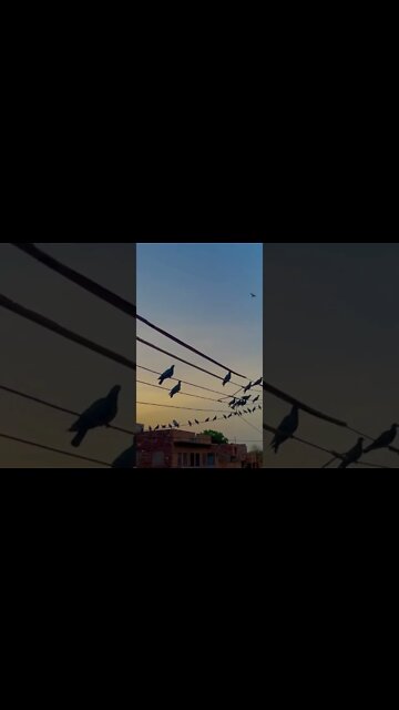 Evening view #shorts #subscribe #status #viral #trending #views #like