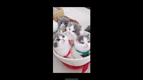 Beautiful 🤩 Kittens good looking