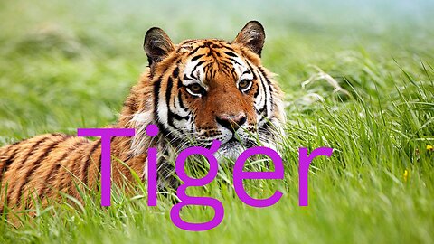 The Tiger Jumps To Cast Meat