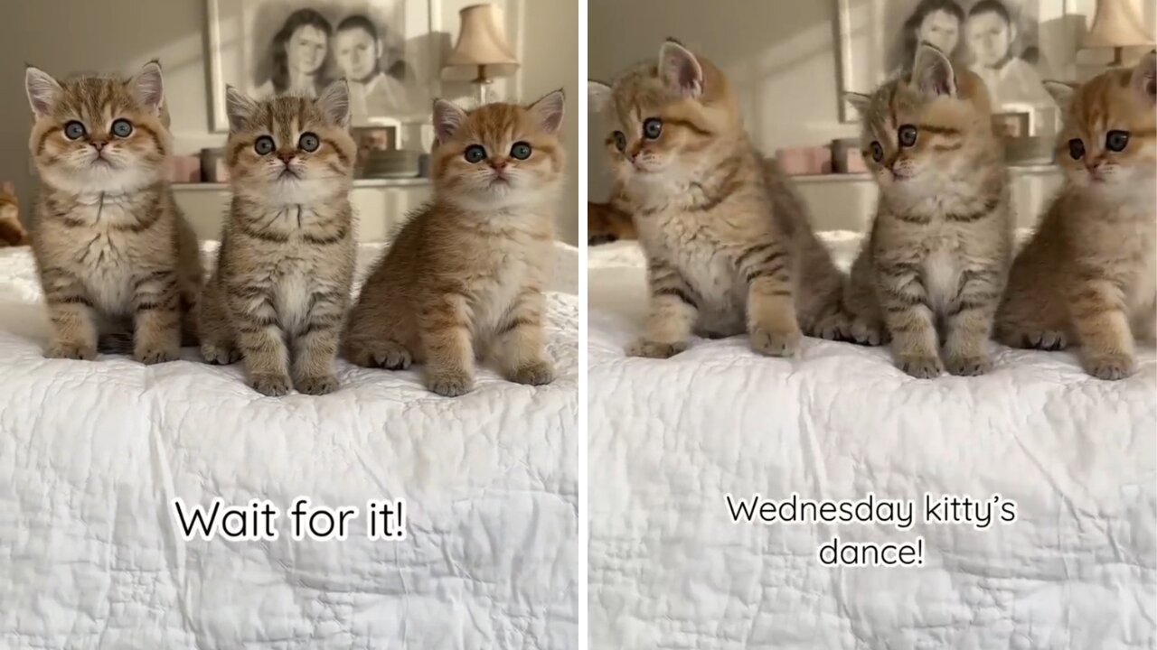 📹 Wednesday kitten’s dance! Wait for it! →👤