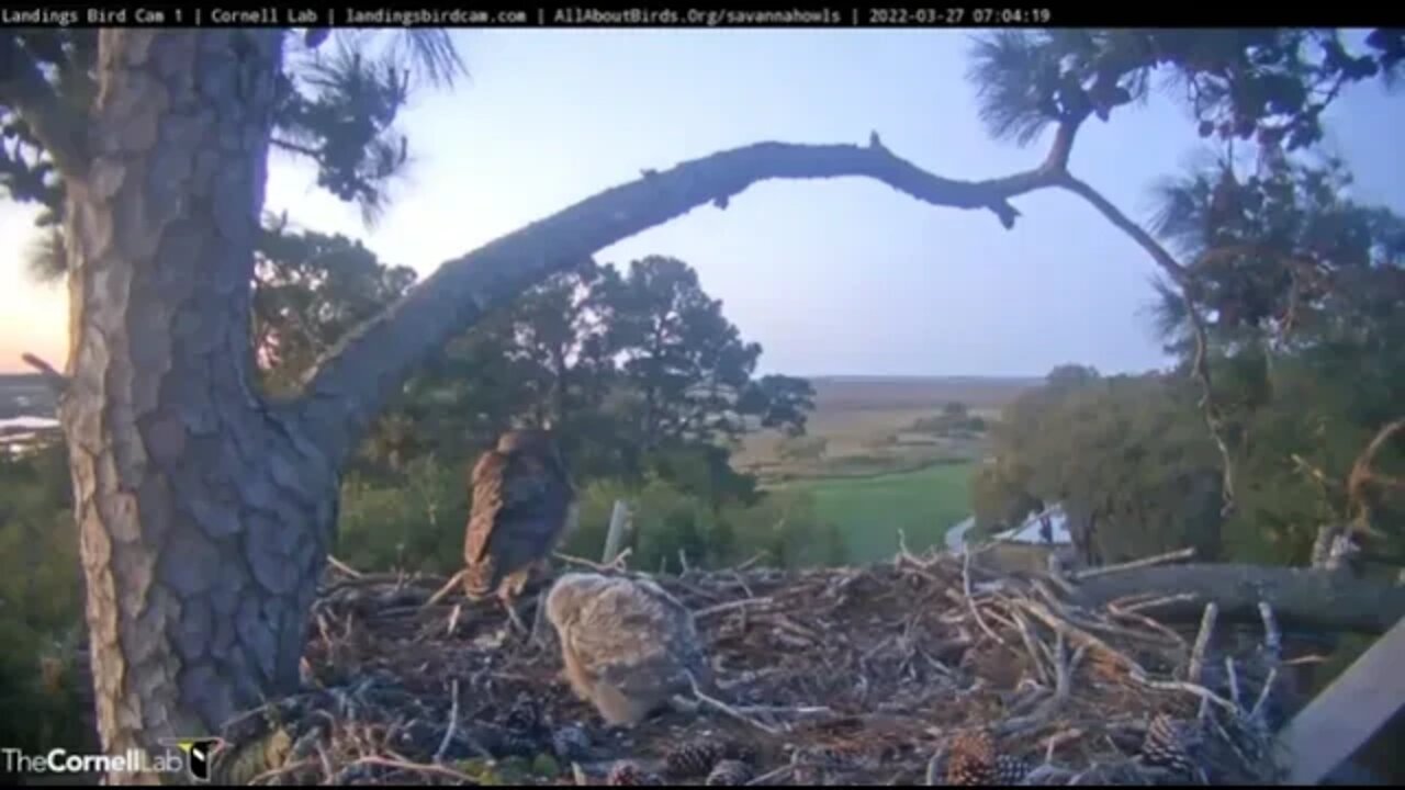 Mom Returns For a Brief Visit 🦉 3/27/22 07:03