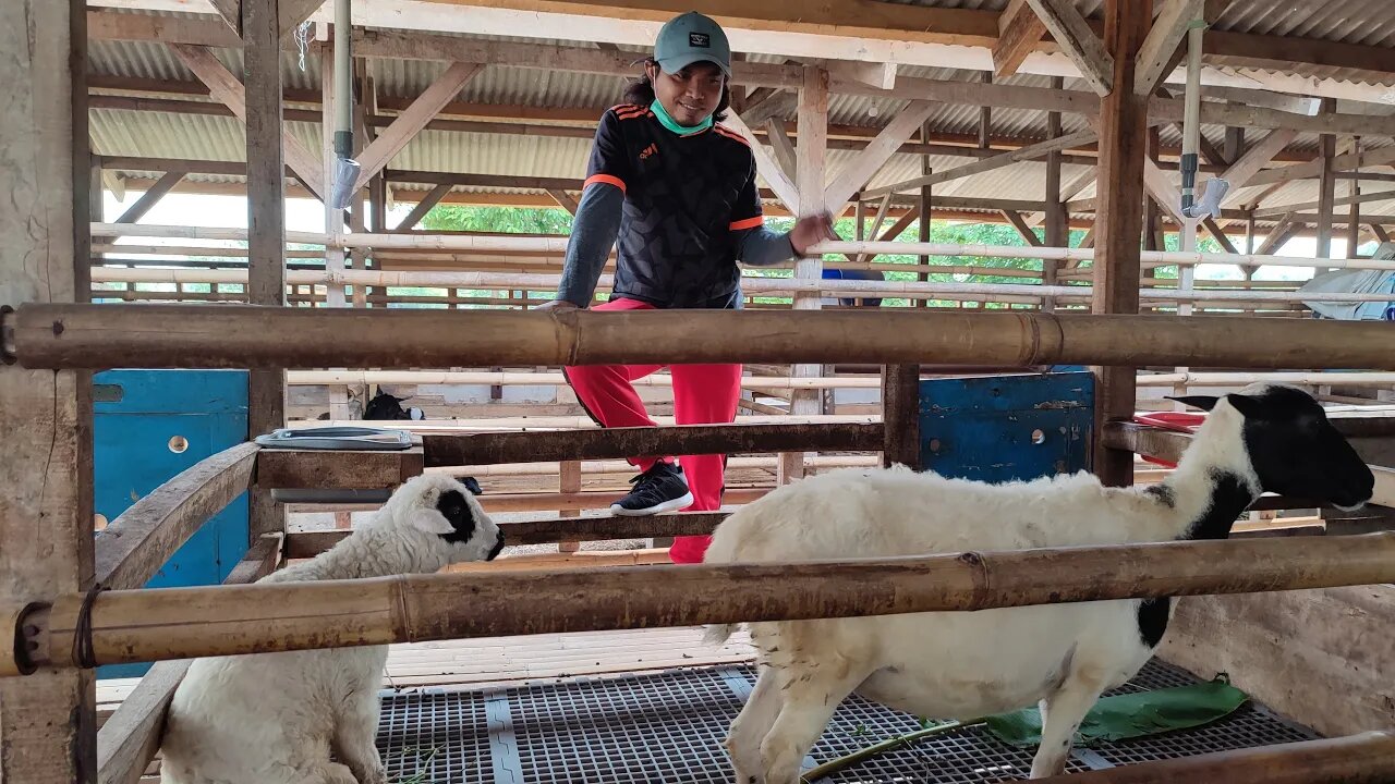 Lihat Kambing Di Sangkuriang Farm, Peternakan Kambing Bekasi