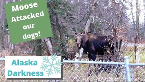 Moose Attack in Alaska - How dark does it get??