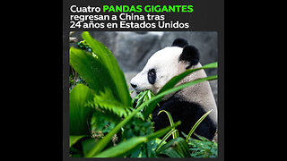 Cuatro pandas gigantes regresan a China desde Atlanta en un vuelo especial