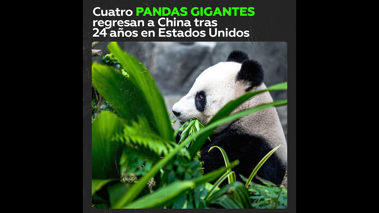 Cuatro pandas gigantes regresan a China desde Atlanta en un vuelo especial