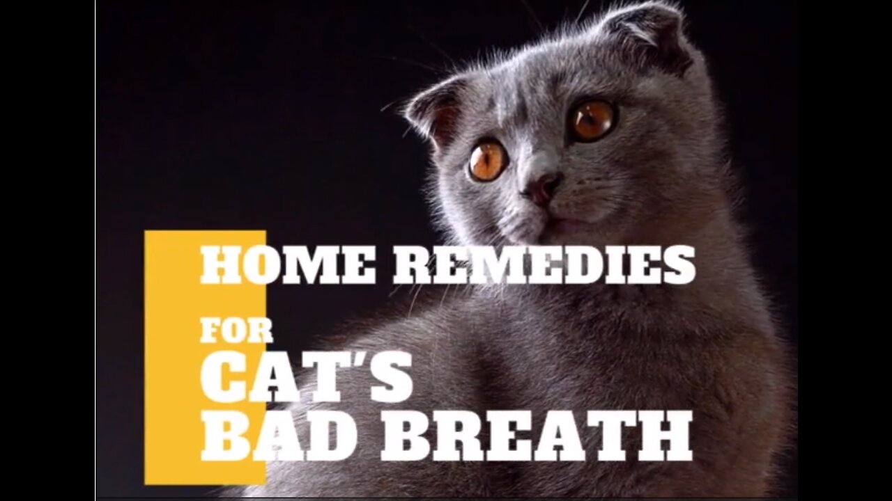 Cats 101 : Cat's Bad Breath Home Remedy