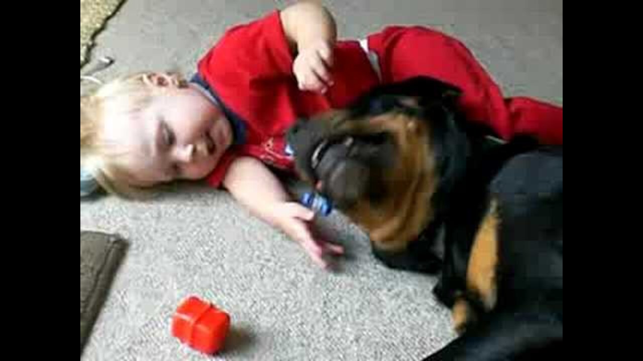 Baby's Best Friend, his Rottweiler