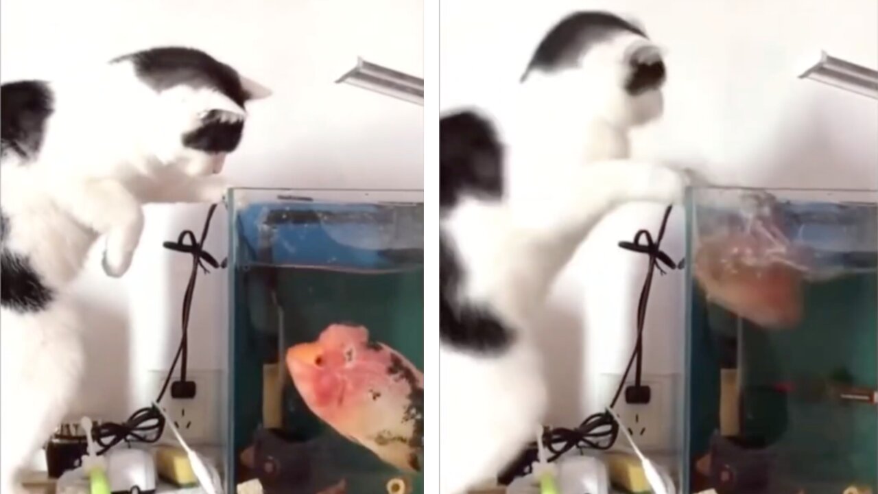 Cat Gets A Water Splash On Face By Fish