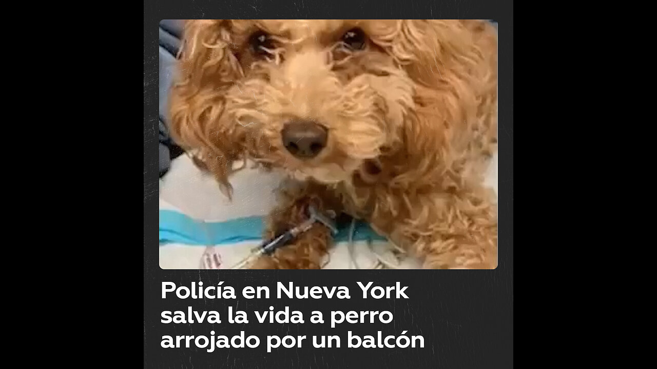 Policía salva a perro que fue arrojado por su dueña desde un balcón