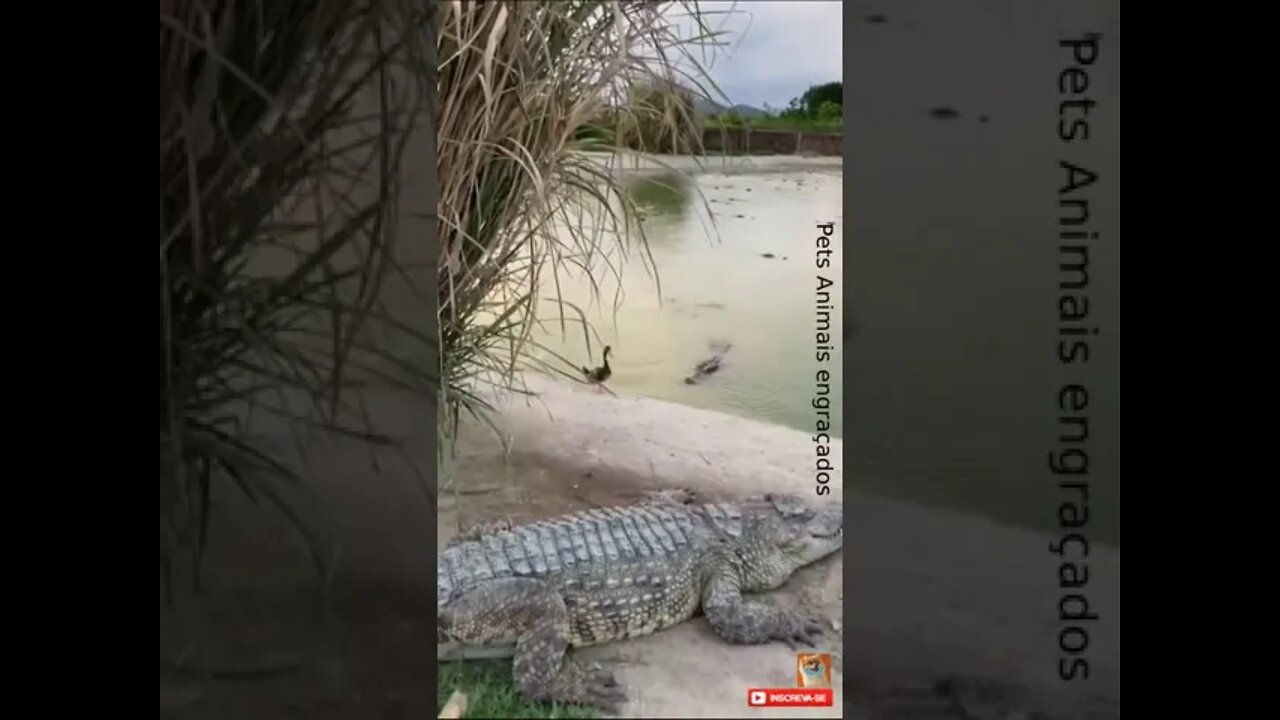 Esse pato não tem medo de crocodilos #shorts #coragem #crocodilo