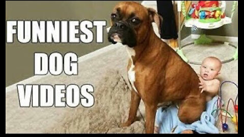 Funny Dog Vines Complatiton