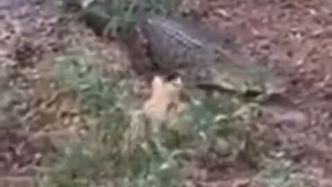 Bold Little Doggie Meets Its Maker After Barking At The Wrong Gator