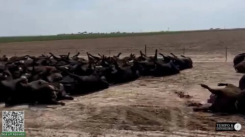 Bois morrem com calor de 49 graus no Texas , EUA