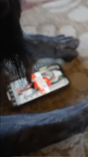 Pet chimpanzee scrolling through social media