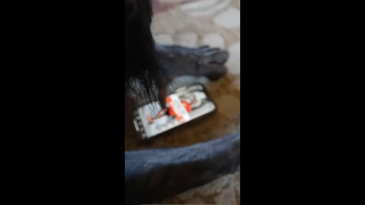 Pet chimpanzee scrolling through social media