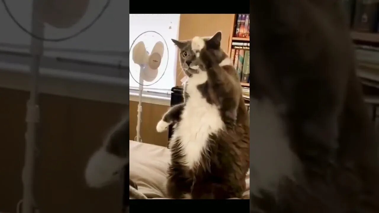 Hello Cat | Funny Animals