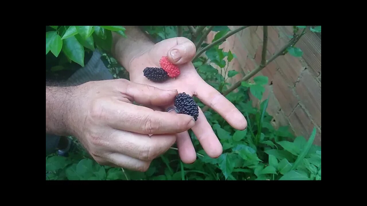 frutíferas produzindo em vaso jabuticaba pêssego amora manga mirtilo uva Araçá grumixama lichia