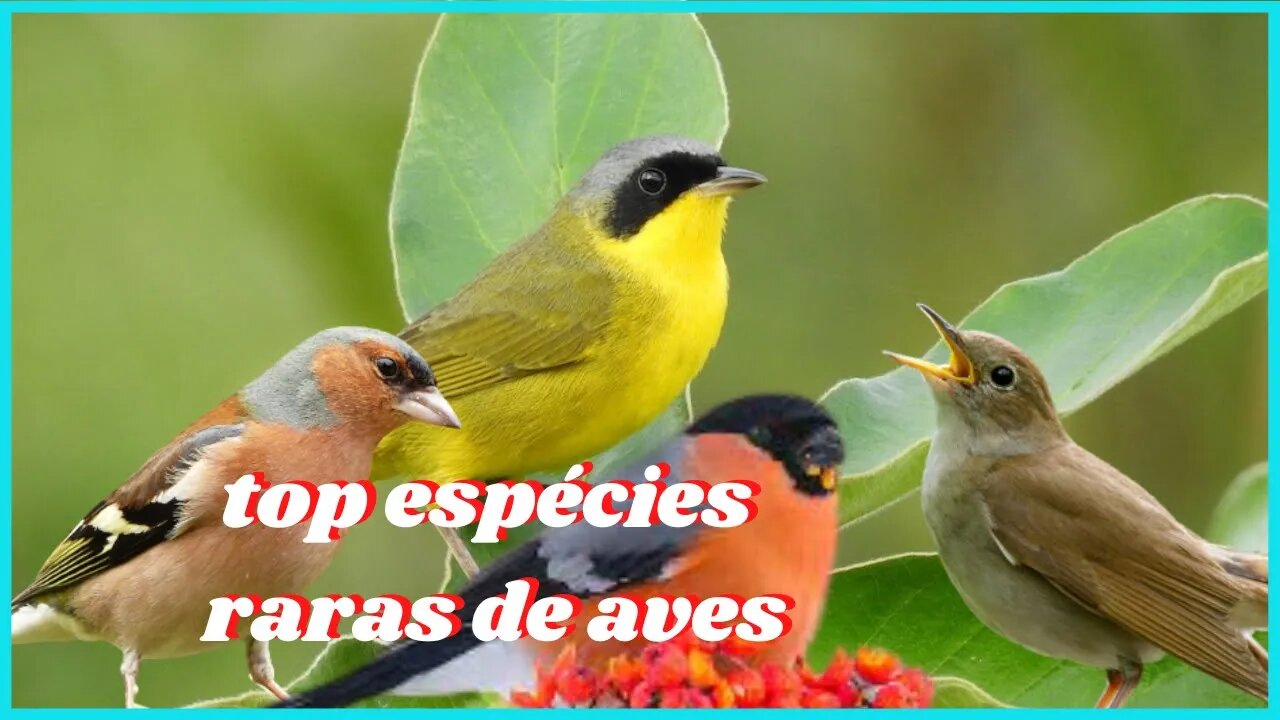 top espécies raras de aves