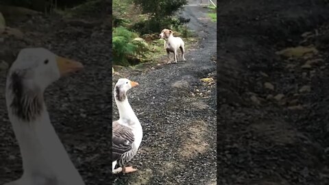 Dog is too scared of geese to walk past them