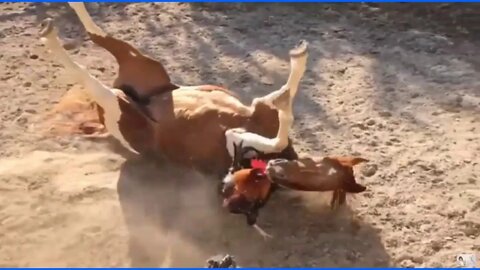 More Rooster Round Penning A Horse - This Rooster Should Give Lessons To Stupid Humans