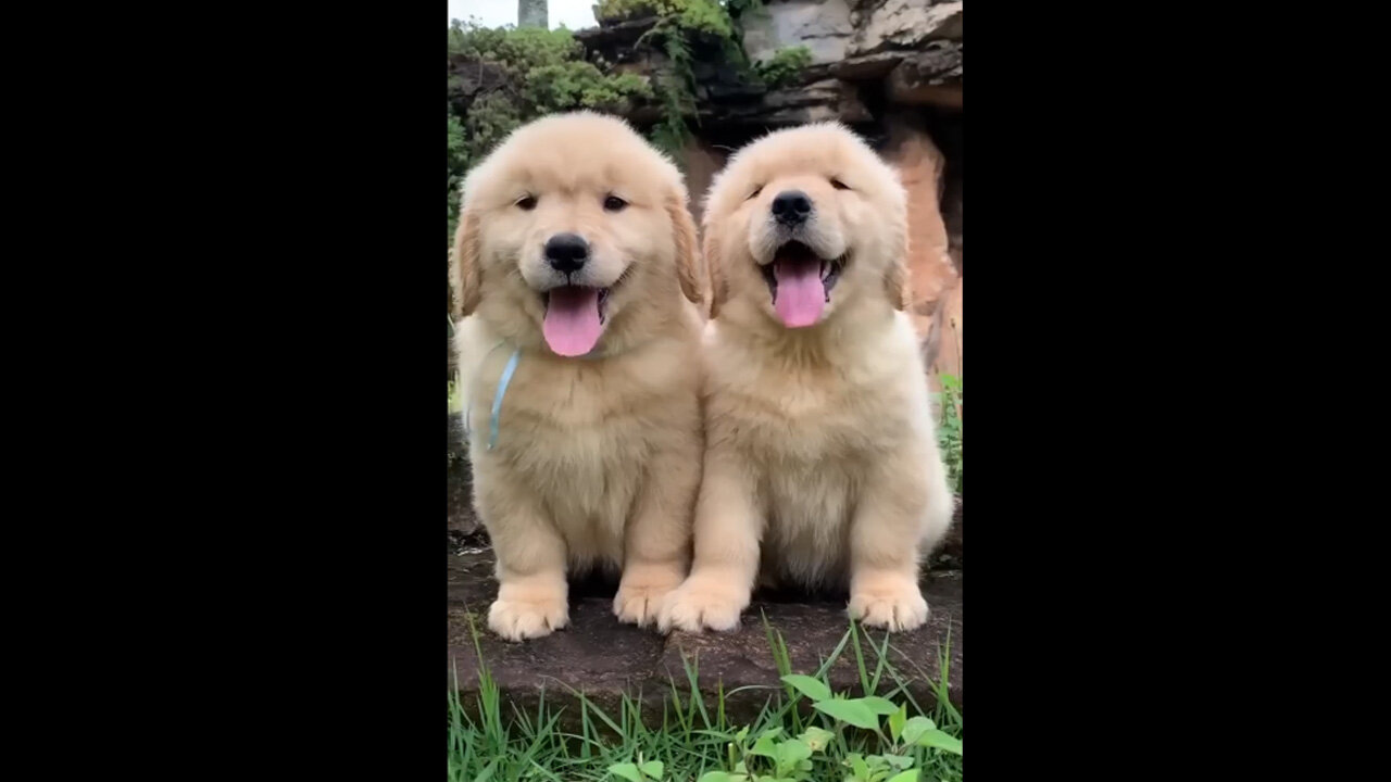 Fluffiest Golden retriever Puppies!