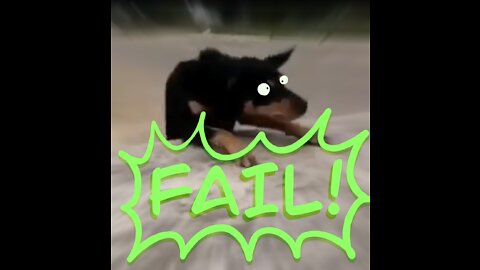 Funniest pet and animal fails this year! 2021