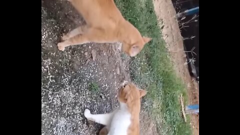 Funny Cats Reaction