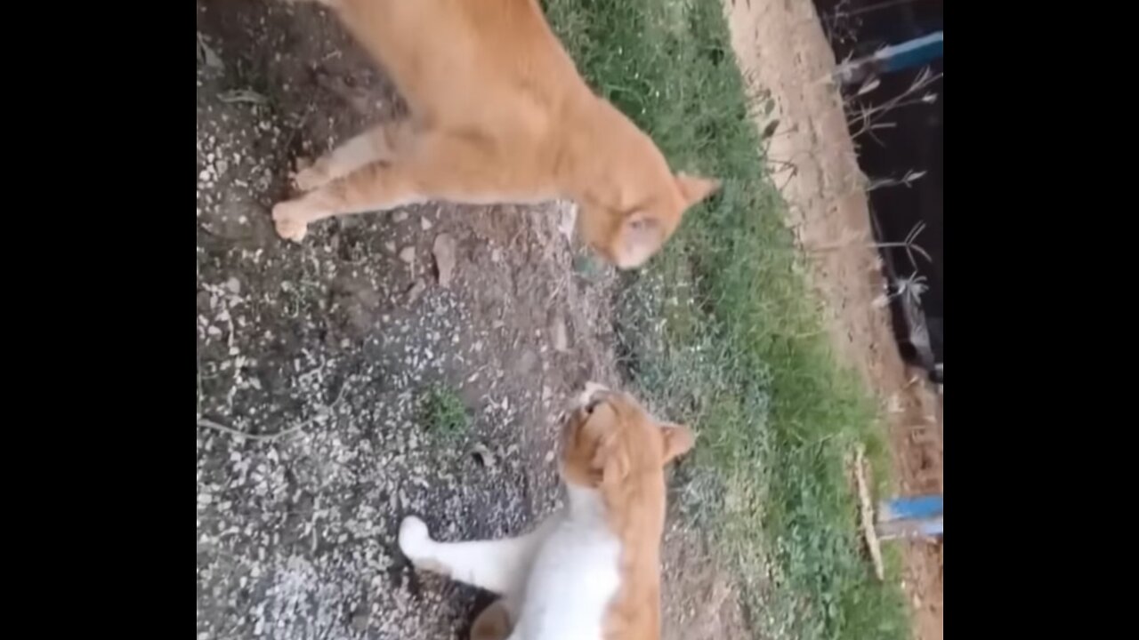 Funny Cats Reaction