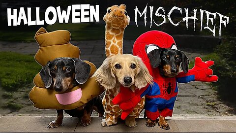 HALLOWEEN MISCHIEF - Cute & Funny Wiener Dogs Go Trick or Treating!