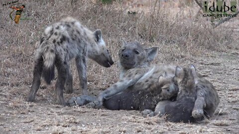 Watching Hyenas, Part 10