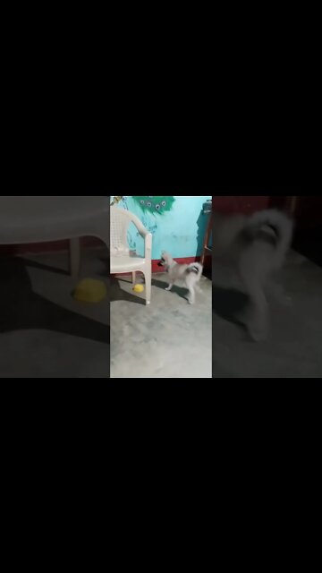 I didn’t expect my dog to do this 😂 #shorts