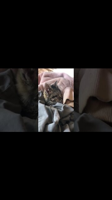 Cutest feral kitten rescued from car engine settling into her new life 💕