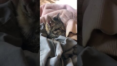 Cutest feral kitten rescued from car engine settling into her new life 💕