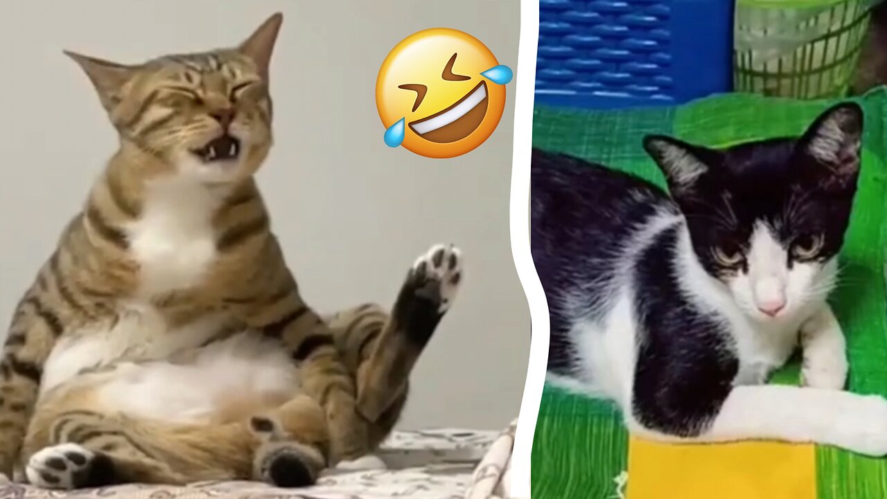 Funny Cats 😺 Most Funniest Moments!