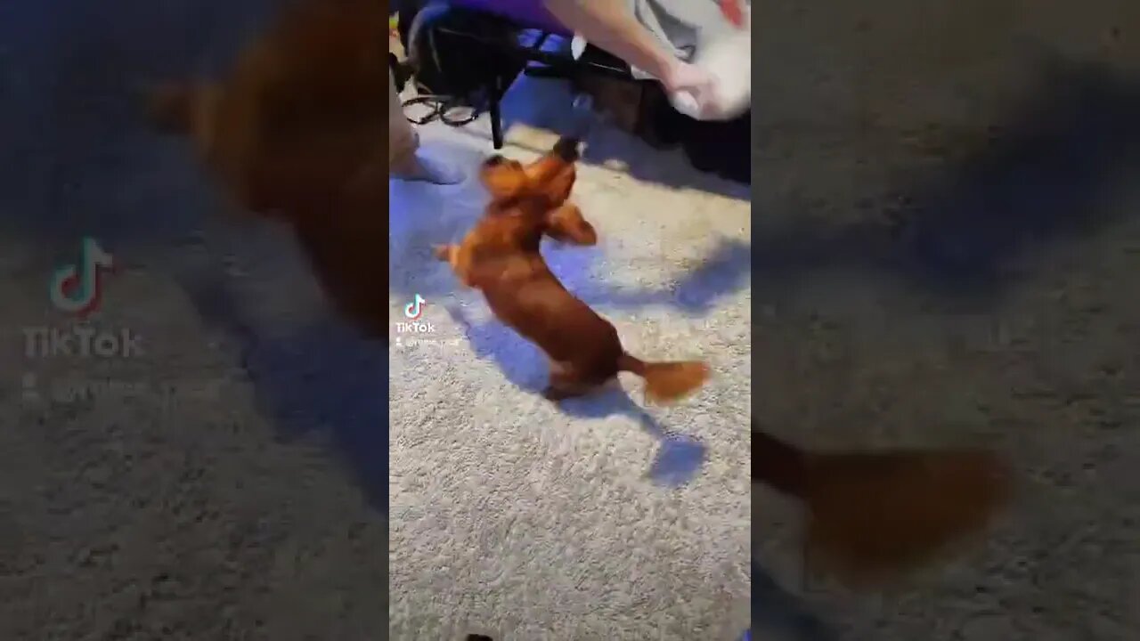 why my dog became a helicopter 🚁