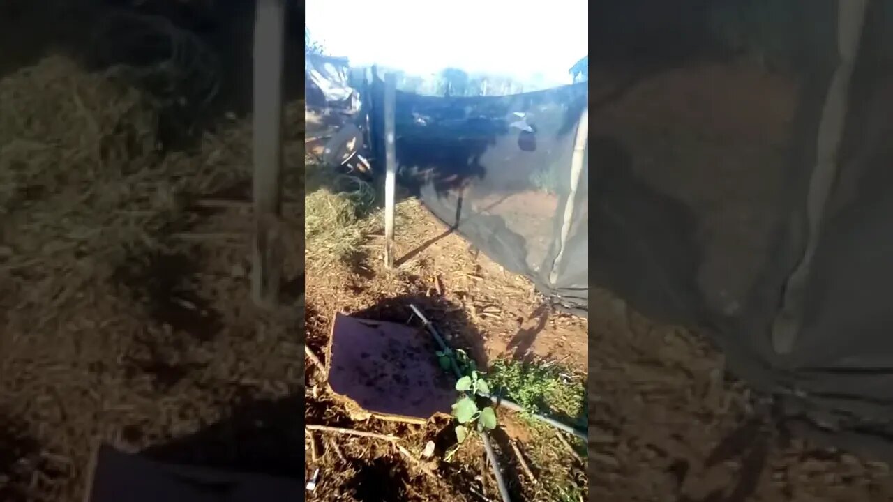 Fartura do sitio tenho tudo que preciso 💲💲💲