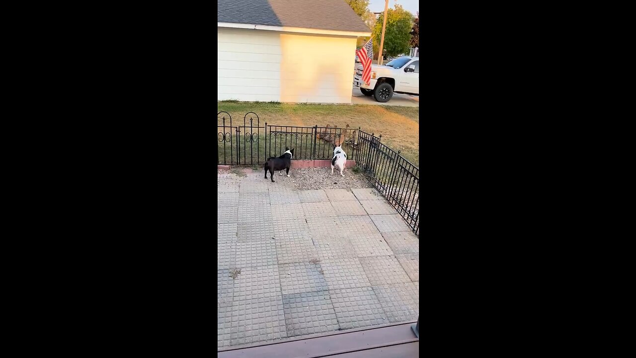 Dogs playing with Ducks #dogs#ducks#love